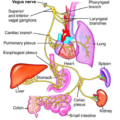 Vagas Nerve Vagus Nerve