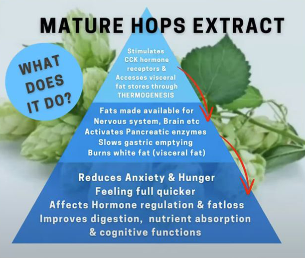 pHix Mature Hops Extract_Square Mature Hops Extract