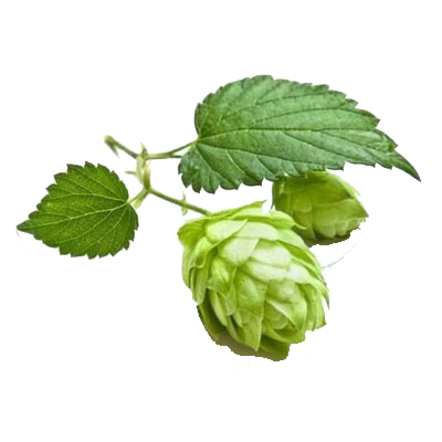pair hops-clear Phix Hops Extract